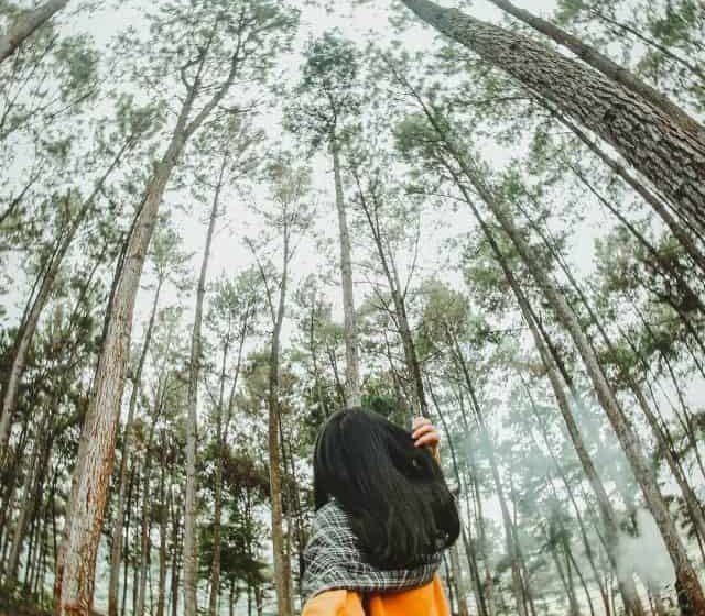  Kinh nghiệm đi du lịch rừng thông Yên Minh Hà Giang cho bạn